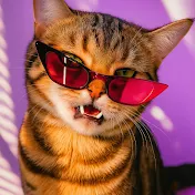 NOTY-CATIFYZ1