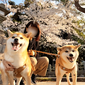 柴犬とりこ