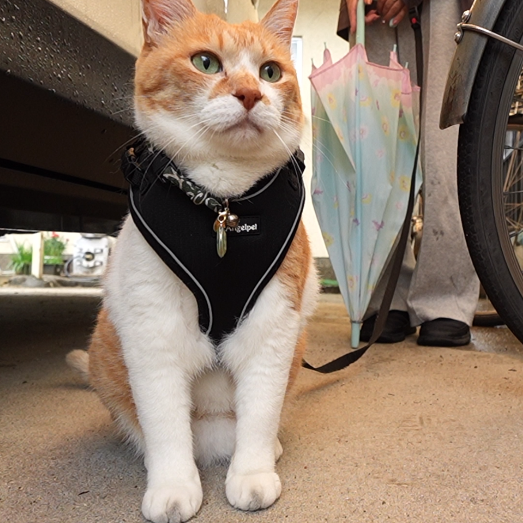 クゥとチャチャさん専用 ChaCha: The Former Stray Cat - YouTube