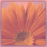 4i5Jy5Wy8KU-channel-avatar-Re a7