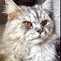 -D_9mjTS6hw-channel-avatar-Catlog