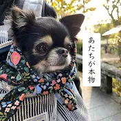 キキ　蓋はのせるだけ←弁当作ってます