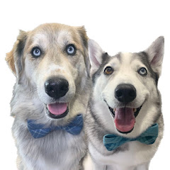 Half Husky Bros Avatar