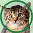 ZhaH6OY3SbM-channel-avatar-はーちゃんねる【保護猫と暮らす家】