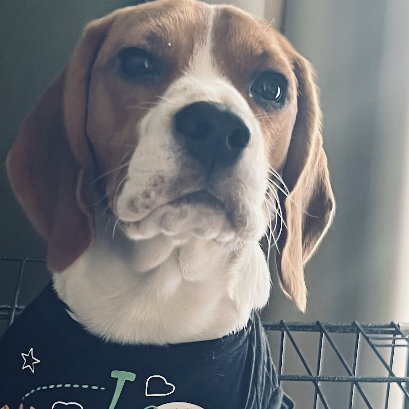 Leo the Naughty