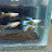 @Fish-Addict