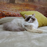 Автор