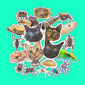 猫と爬虫類　井上アフターバーナー