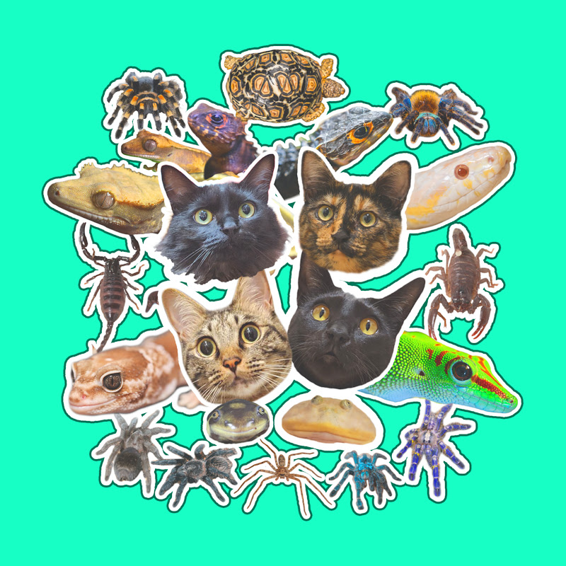 猫と爬虫類　井上アフターバーナー