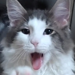 ムーの猫ニャイフ