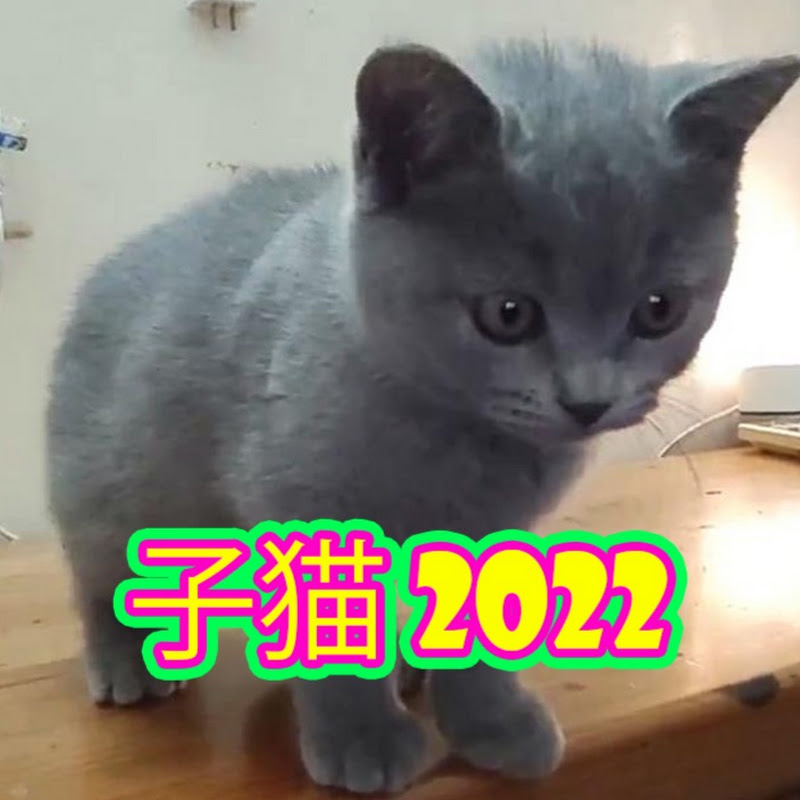 子猫 2022 YouTubeチャンネル画像