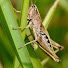 zIJvAmlmS1c-channel-avatar-Catch Insects