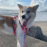 be3LjMKN3pc-channel-avatar-野犬の一風