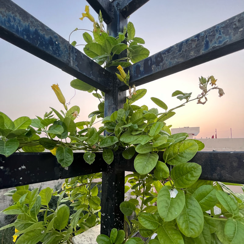 Home gardening