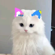 𝒃𝒂́𝒏𝒉 𝑪𝒉𝒐𝒄𝒐