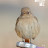 @start26-q5w