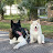 Shadow & Ivory The Akitas