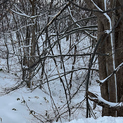 いとちーアイコン画像
