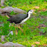 P0vmPgEbeQA-channel-avatar-Village Birds View 