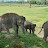 @Elephants_ofAssam