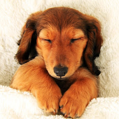 瞌睡狗音乐 Sleepy Dog Musicアイコン画像