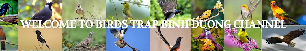 Birds Trap Binh Duong Avatar canale YouTube 