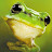 @기찻길개구리1