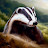 TheLittleBadger