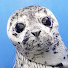 KVDaLhLb6Js-channel-avatar-BC Marine Mammal Rescue Society
