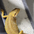 QfSnGnYaUUY-channel-avatar-SRC Reptiles