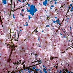 日本人の心アイコン画像