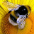 @Bumblebee-friend