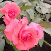 Love flowers 