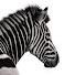xLls0keD_h8-channel-avatar-Investec
