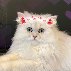 ななちゃんライト君ゼウス君