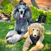 Malibu & Zuma - 2Beachy Poodles