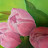 @orchid1406