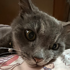 Miiチャンライフ