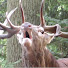 bhhuGpFjrd4-channel-avatar-Wild animals from East Germany  Tierfilme