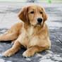 Bubbles The Golden Retriever