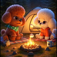 Toy Poodle amu⭐️emma 