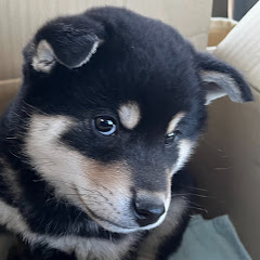 明日の政治チャンネル