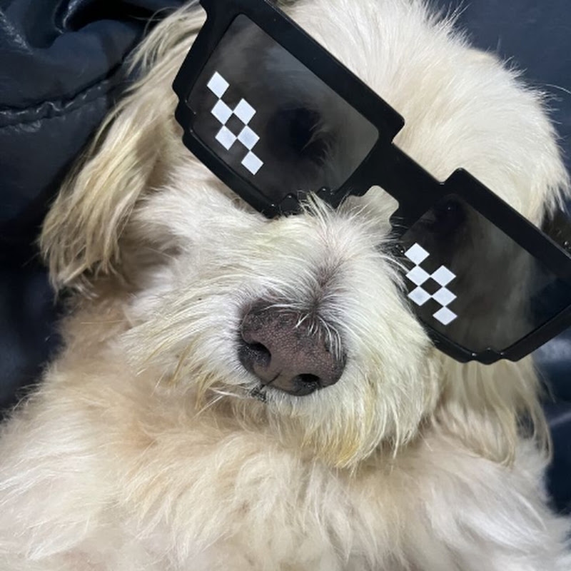 Dogzbuzz