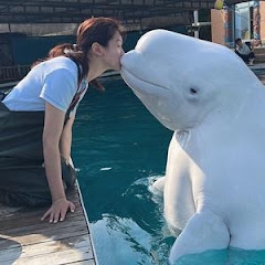 Beluga Feeding