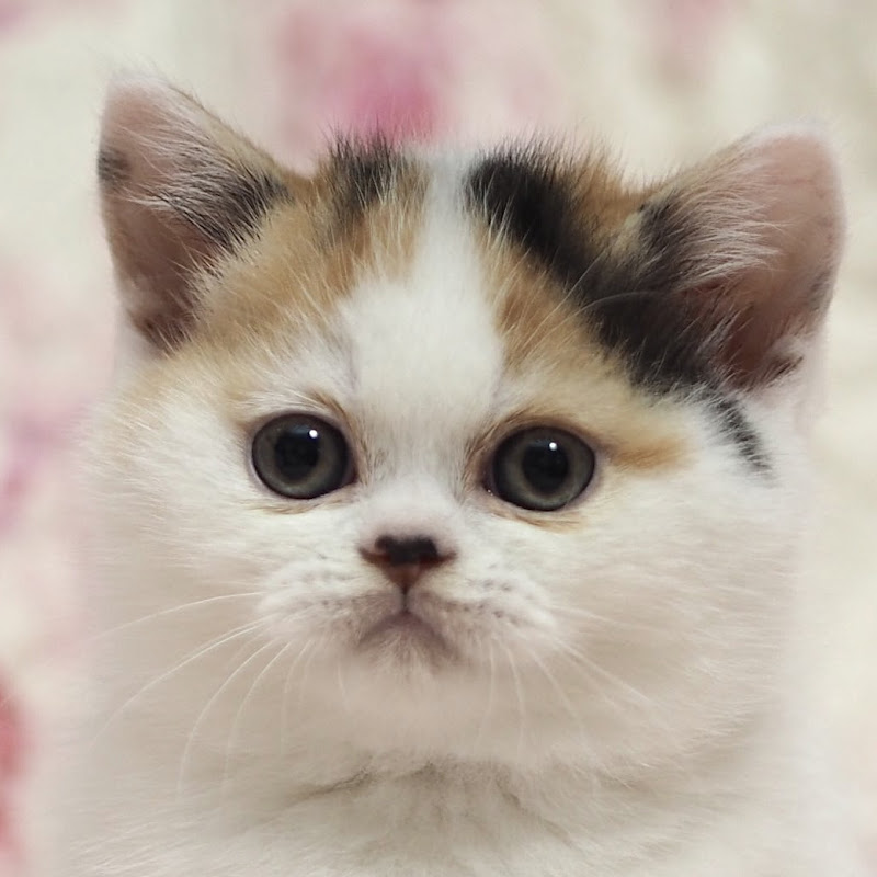 猫は液体のサムネイル