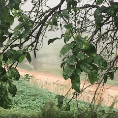 农村四哥アイコン画像