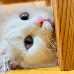 わたあめねこのゆきのちゃんチャンネルアイコン画像