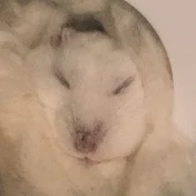 夜の動画集