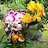 orquideas en youtube