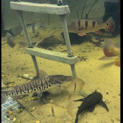 Shaun’s ponds